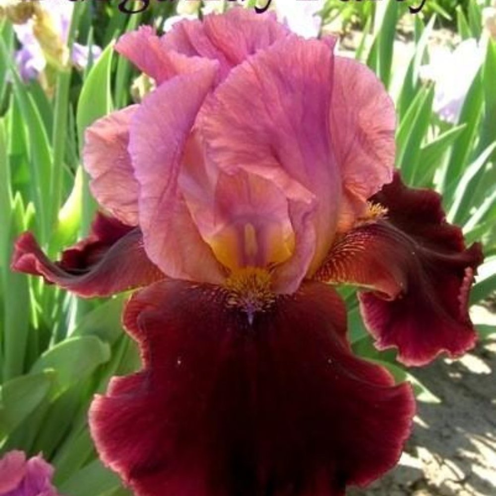 Iris 5 plants for $25